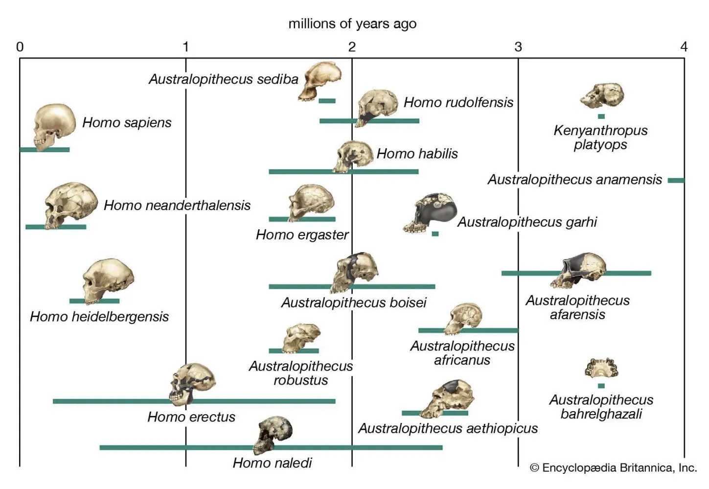 22.11 Human evolution process