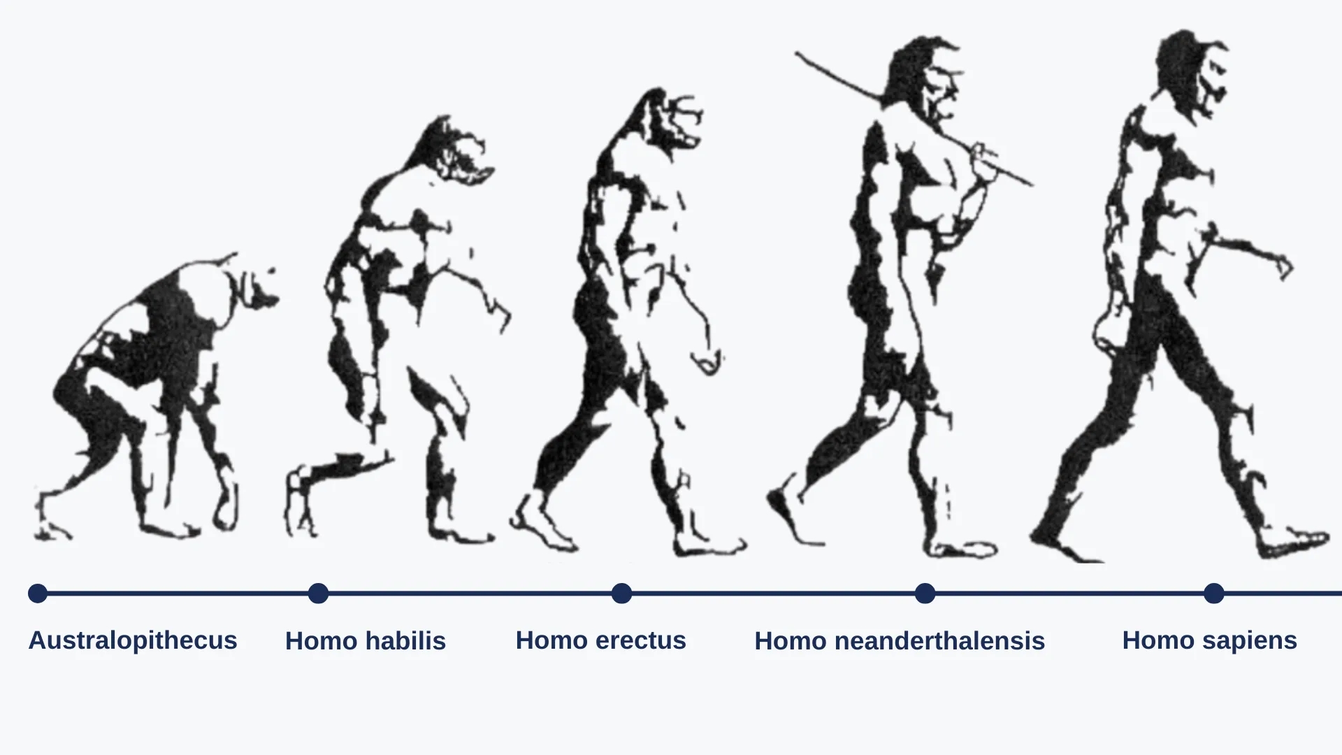22.8 Human evolution